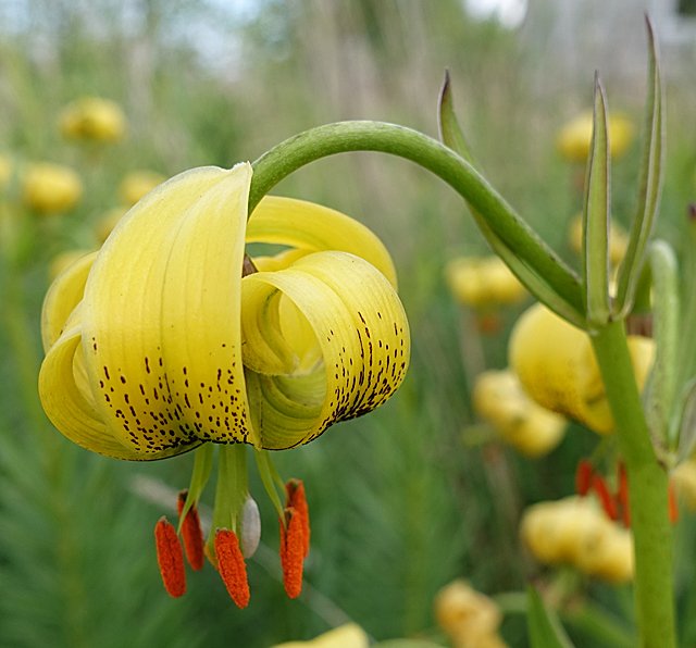 Pyrenean wildflower meadows — Ordesa