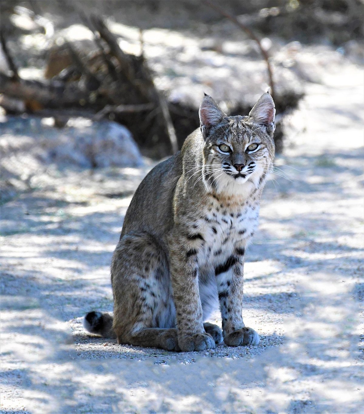 Bobcat Hunting — Sonoran Desert USA