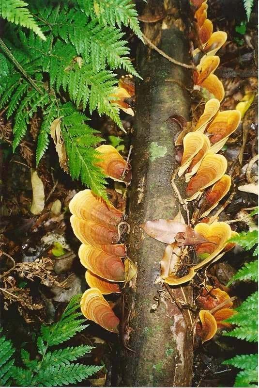 New Forest Fungi Rainbow — Hampshire England