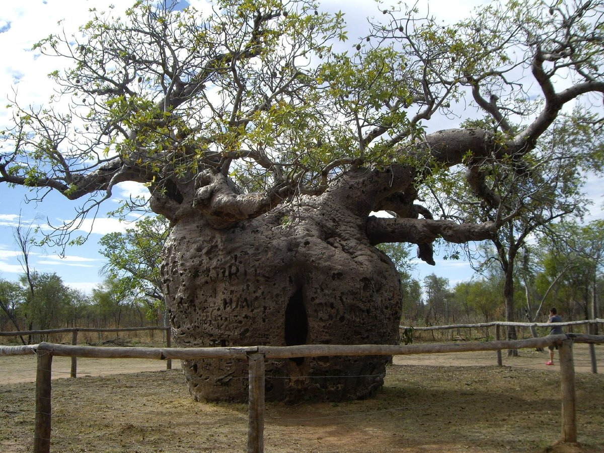Boab Tree Flowering — Kimberley Western Australia