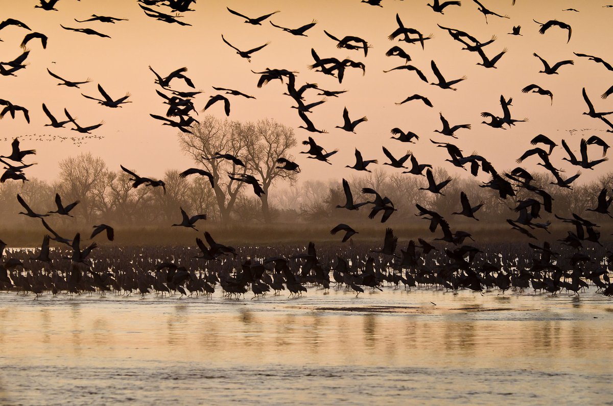 Sandhill Crane Platte River Migration — Central Platte River Valley