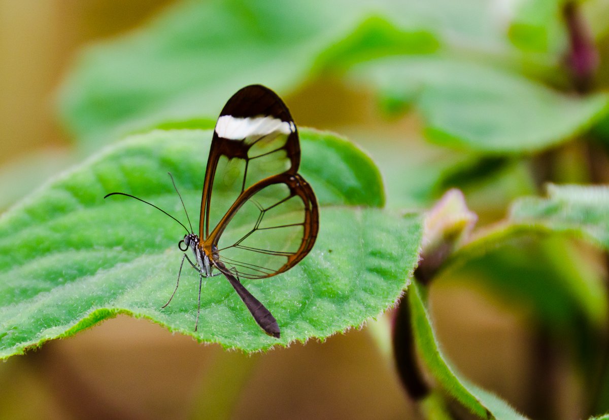 Glasswing Butterfly Season — Colombian Cloud Forest