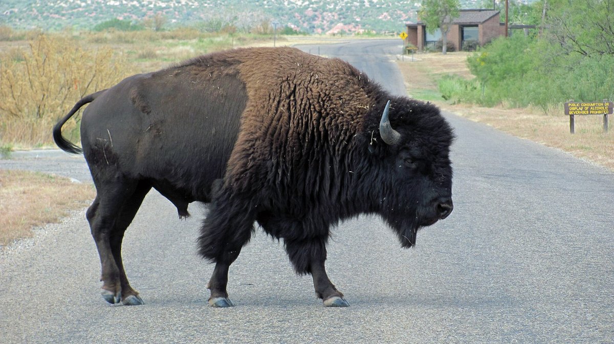 Caprock Canyons Bison