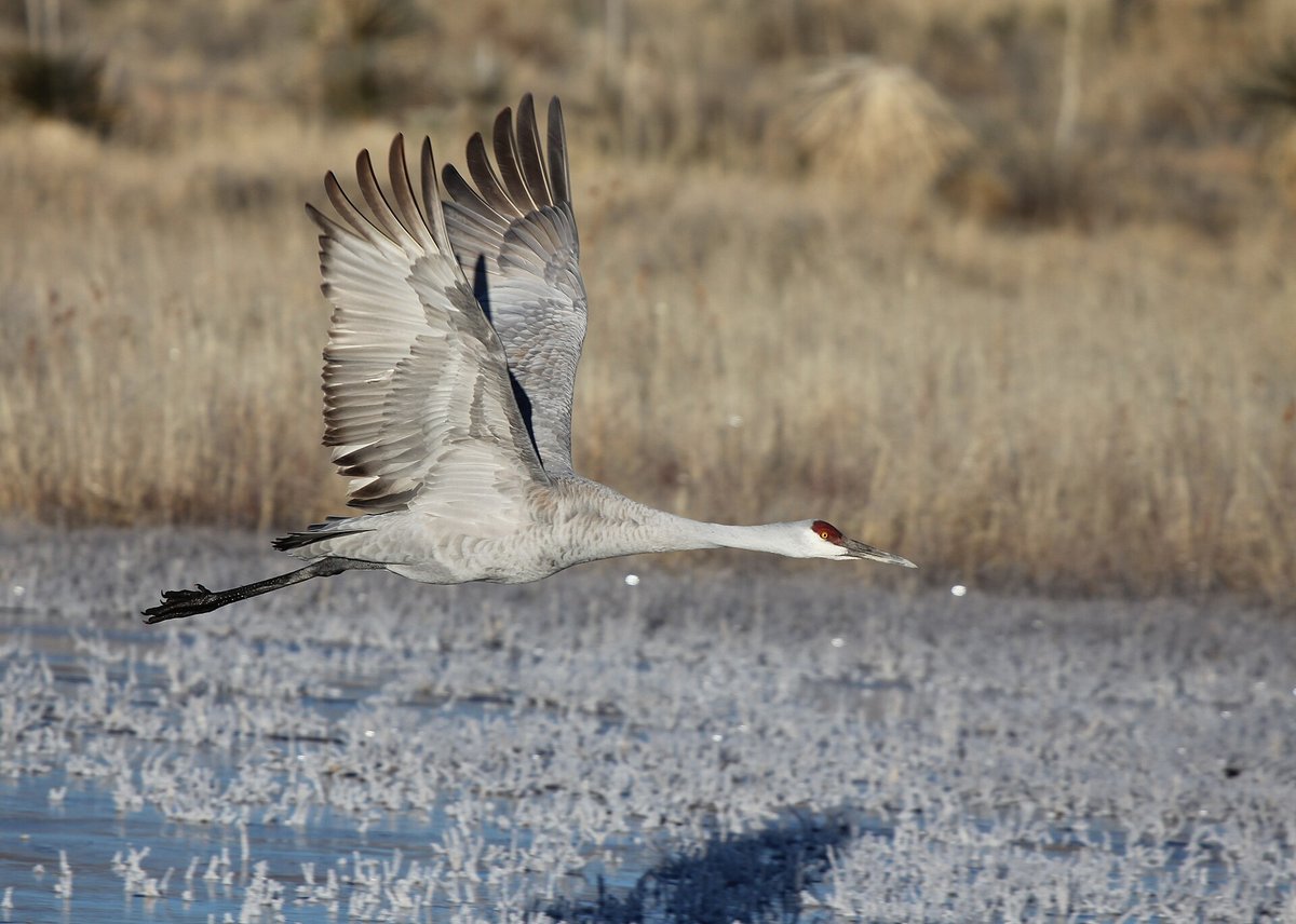 Sandhill Crane Bosque del Apache