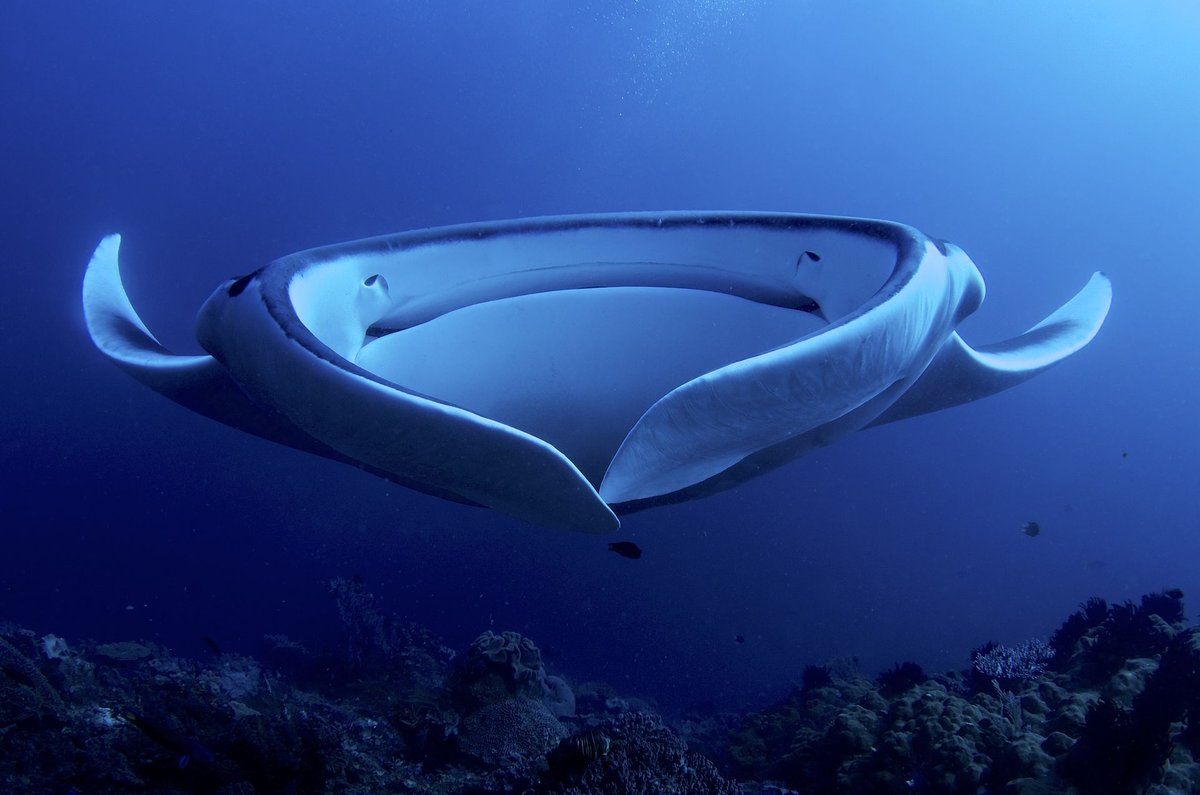 Manta Ray Aggregation Coral Bay — Western Australia