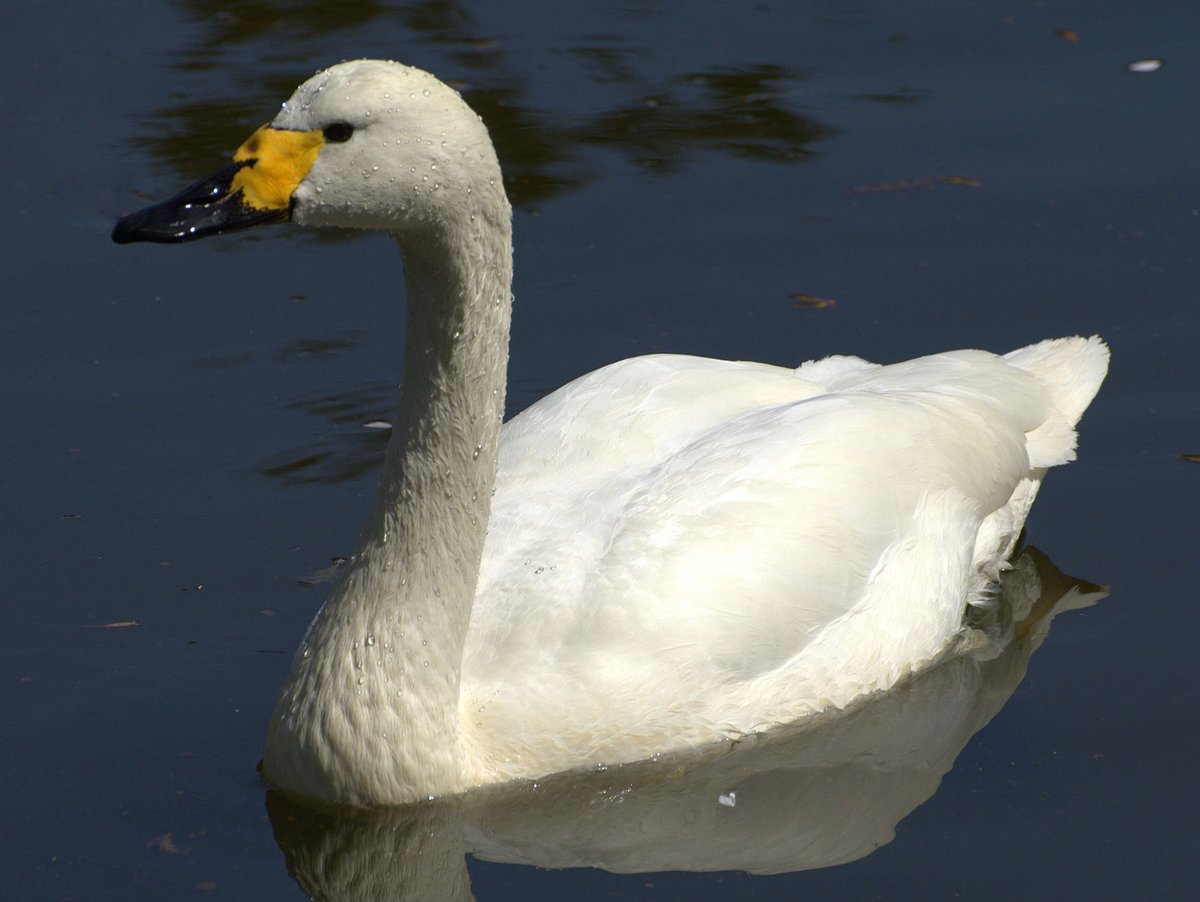 Tundra Swan Migration — Slimbridge England