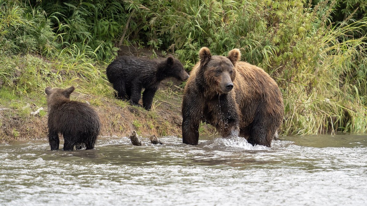Kamchatka Salmon & Bear Season — Russia