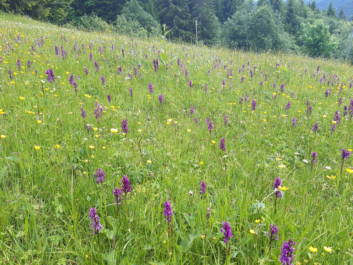 Swiss Alpine Flower Meadow — Graubünden