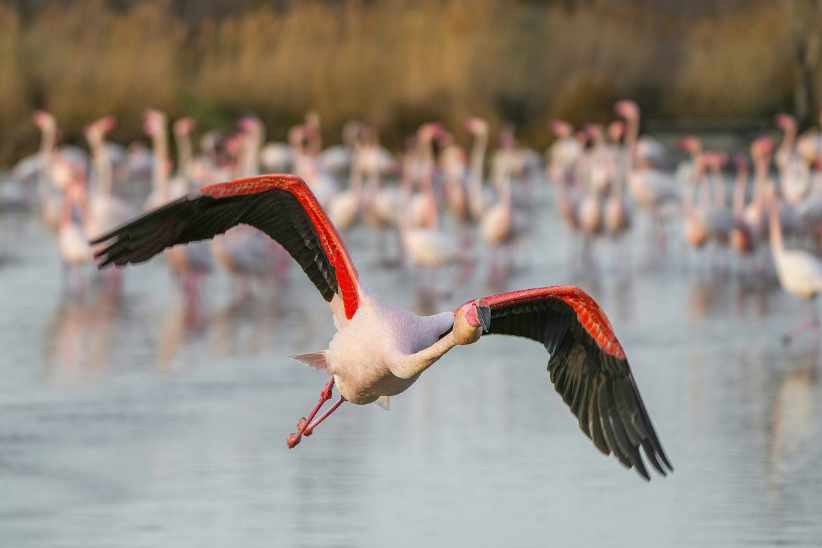 Greater Flamingo Breeding Aggregation (Camargue) — Nal Sarovar Bird Sanctuary