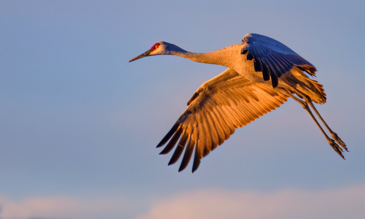 Sandhill Crane Roost — Platte River Nebraska USA