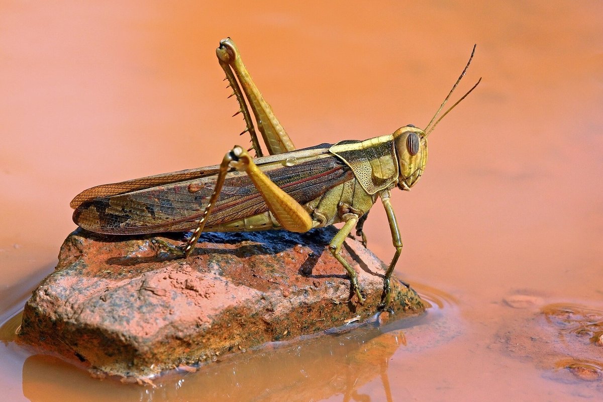 Locust Swarm Observation — Sahel Africa
