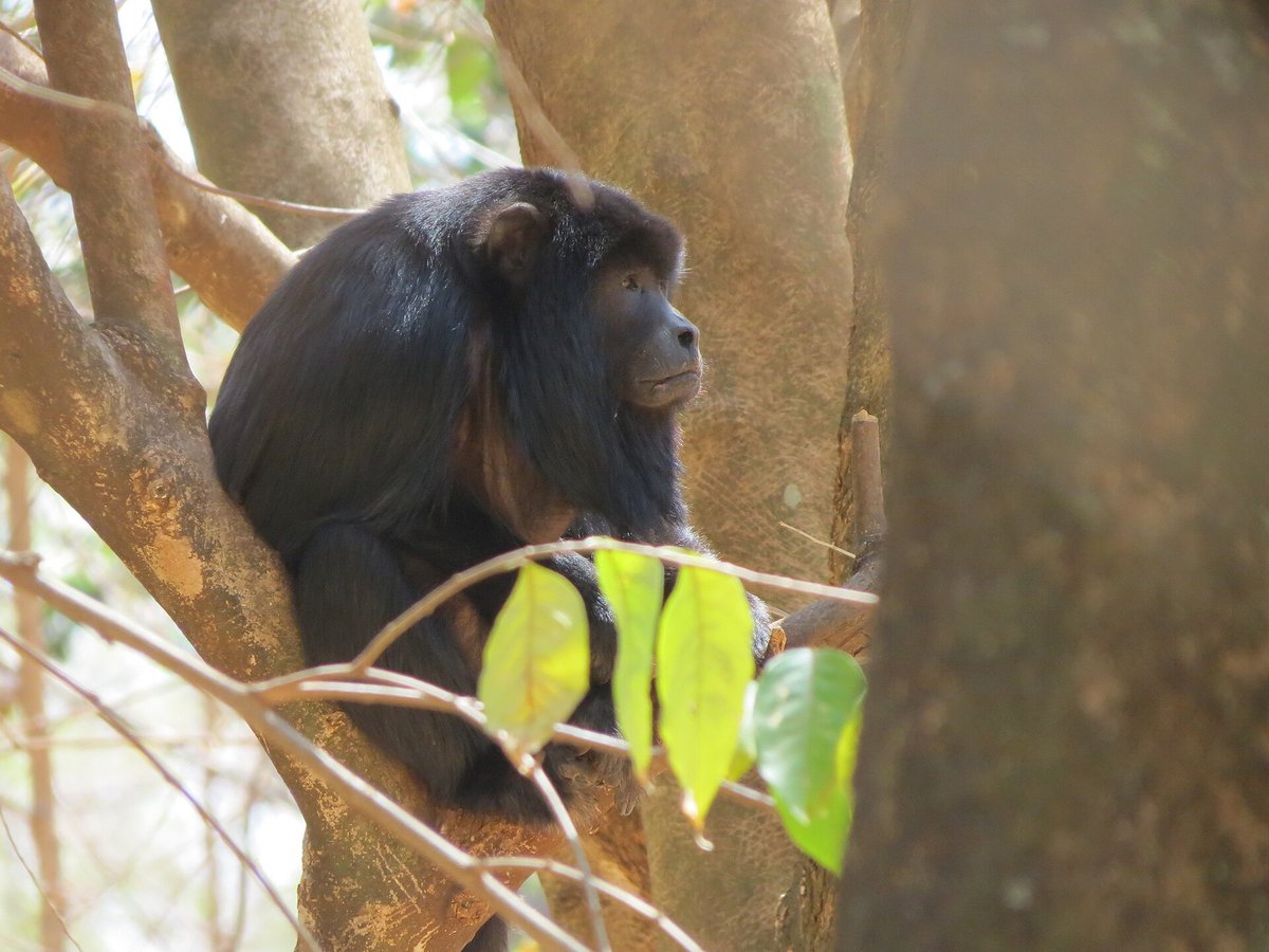 Howler Monkey Dawn Roar — Costa Rica Amazon