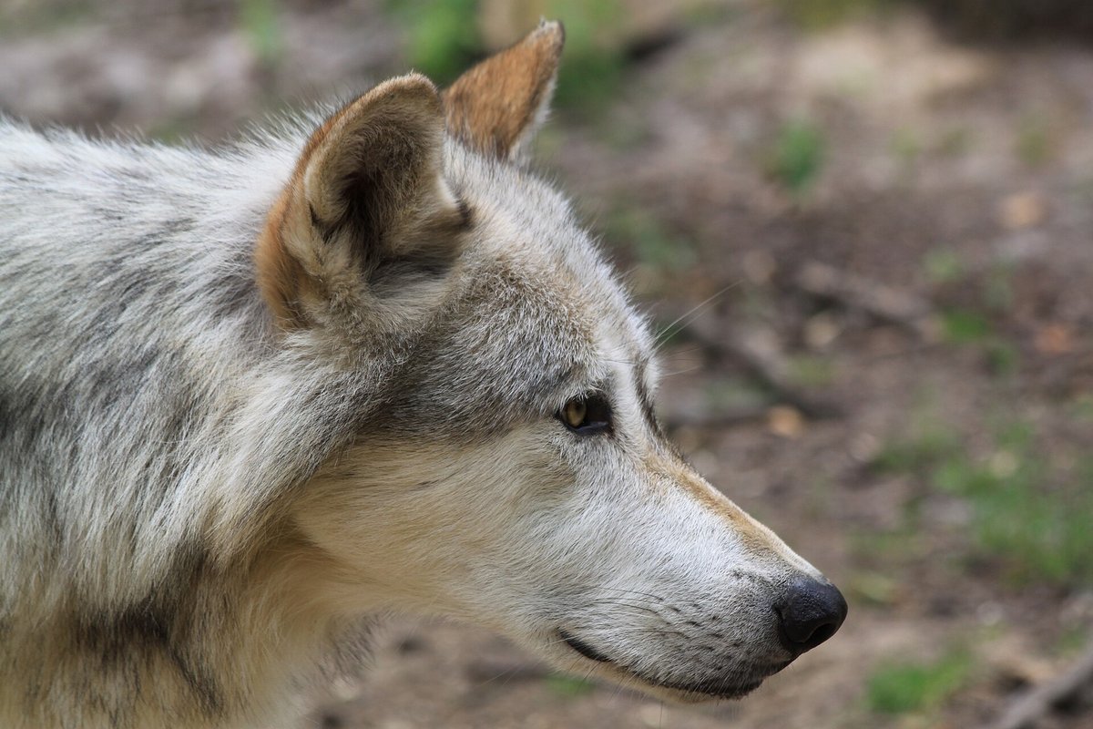 Grey Wolf Pack Observation — Białowieża Poland