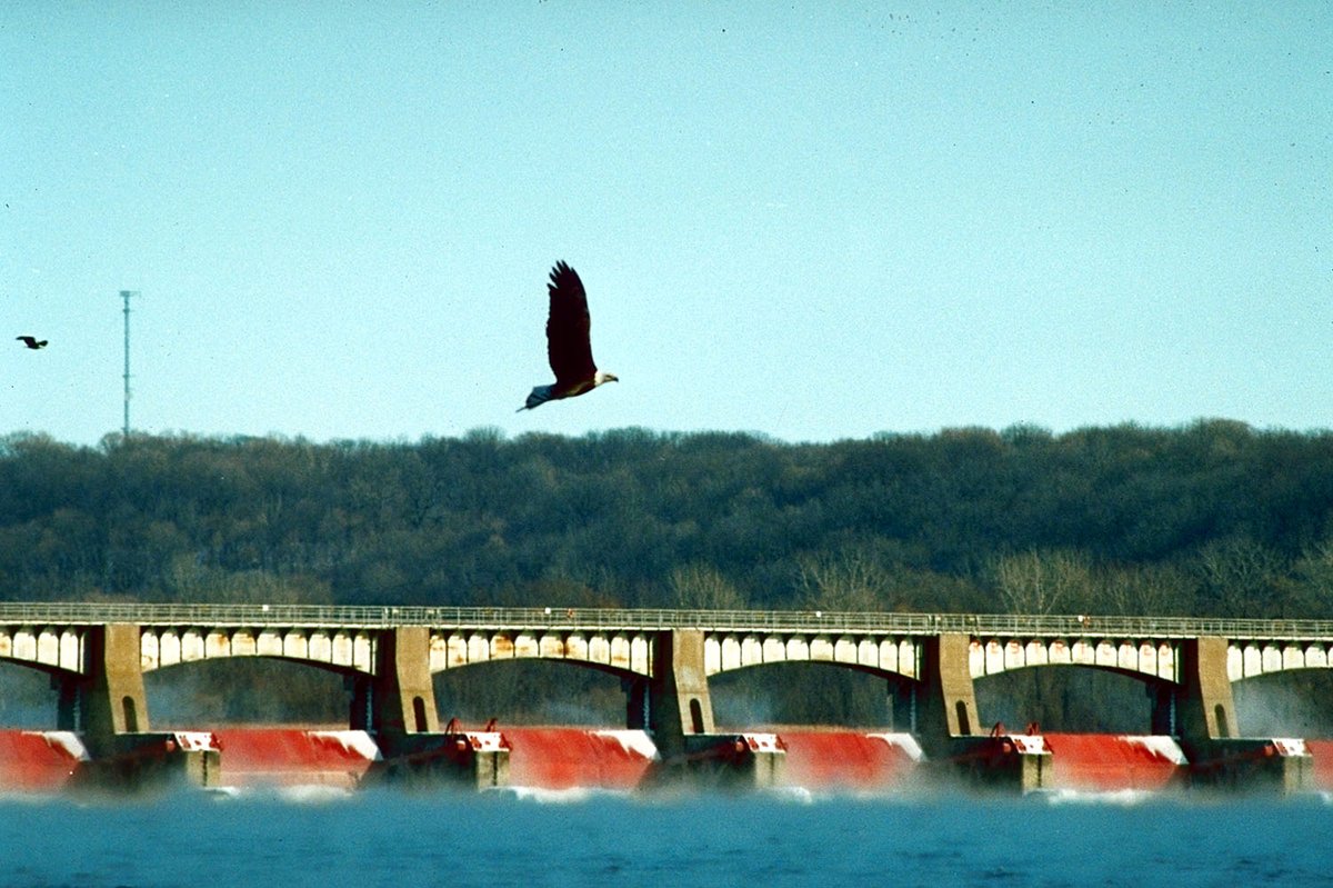 Lock and Dam 14 Bald Eagles