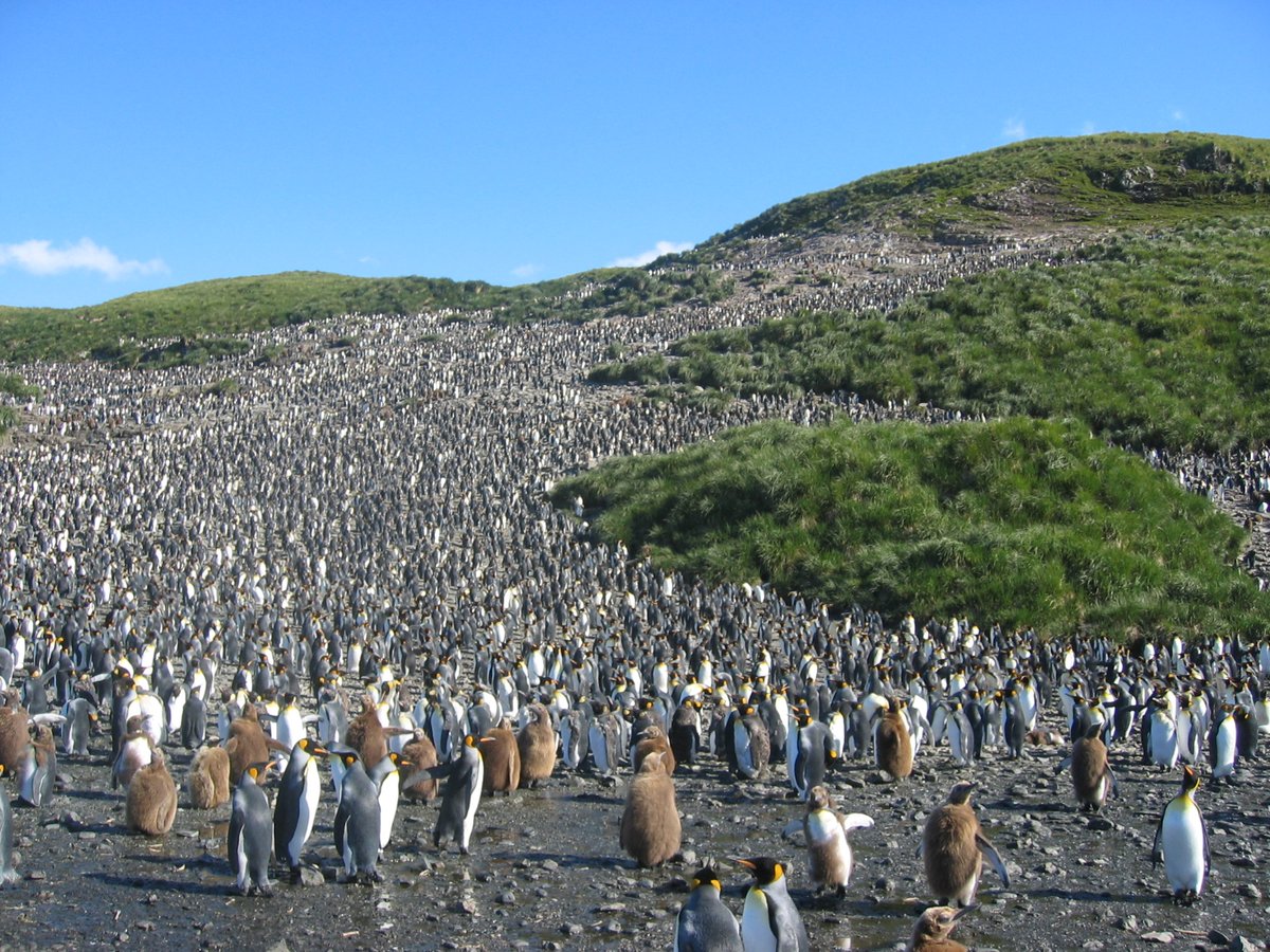 King Penguin Colony Stampede — Volunteer Point Falklands