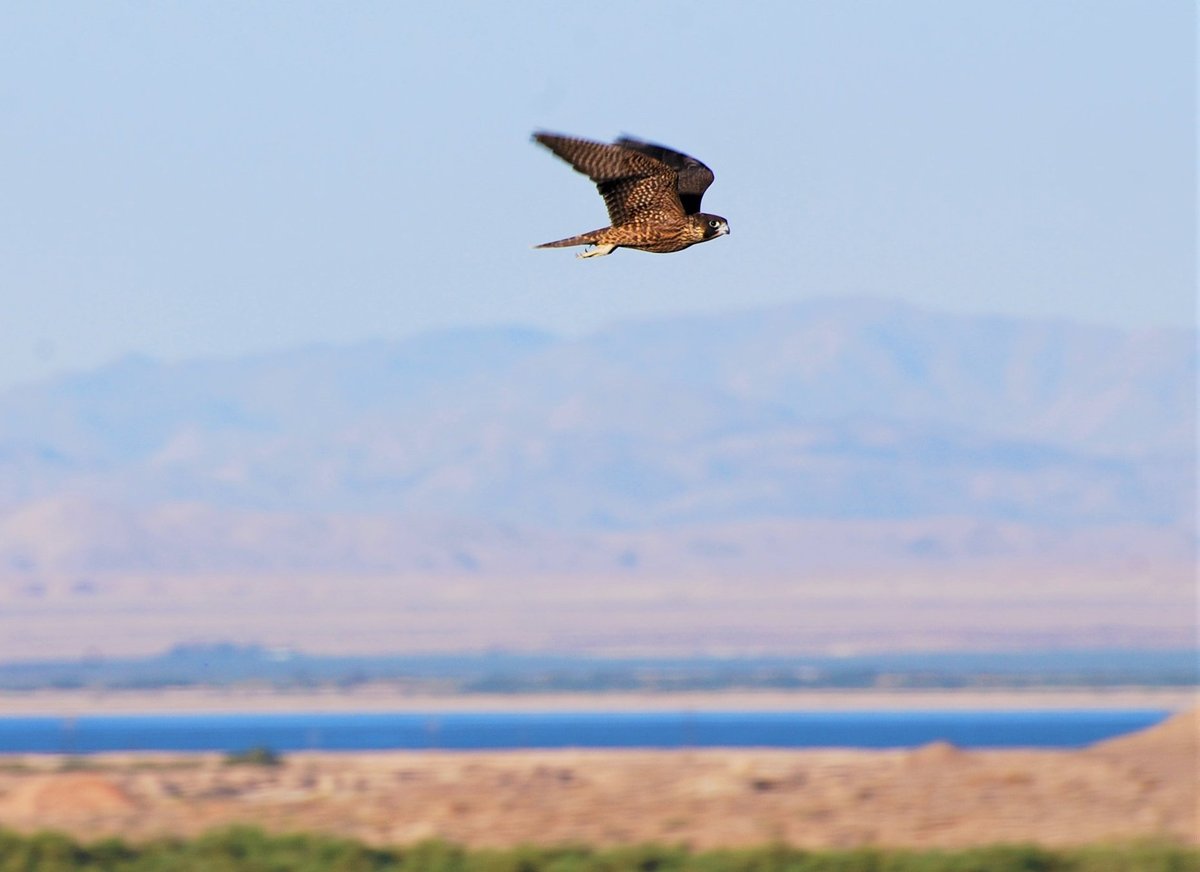 Salton Sea Birds