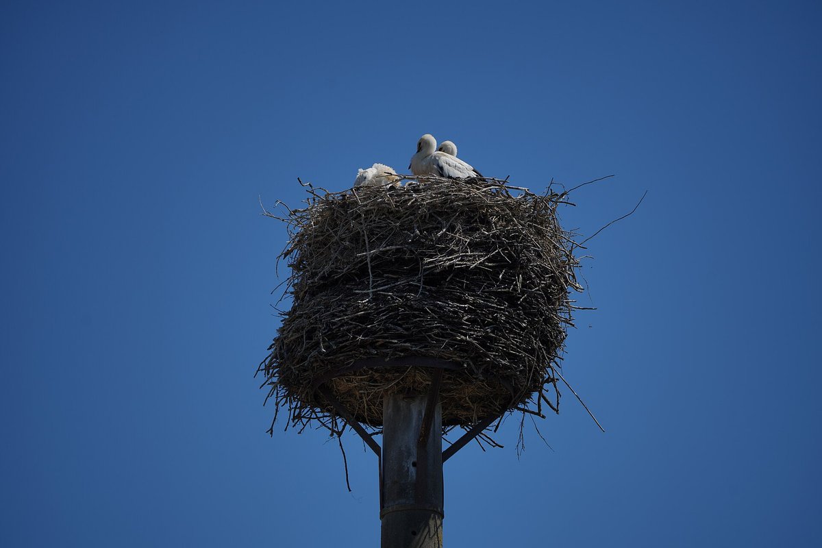 Linum Stork & Crane Village