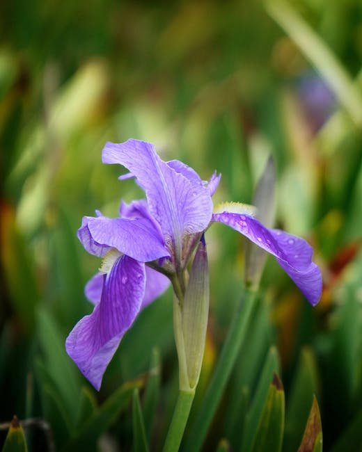 Dead Sea Iris Bloom — Tel Arad National Park
