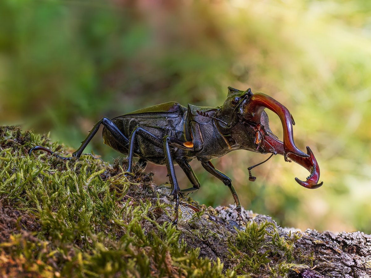 Stag Beetle Season — European Oak Woodland
