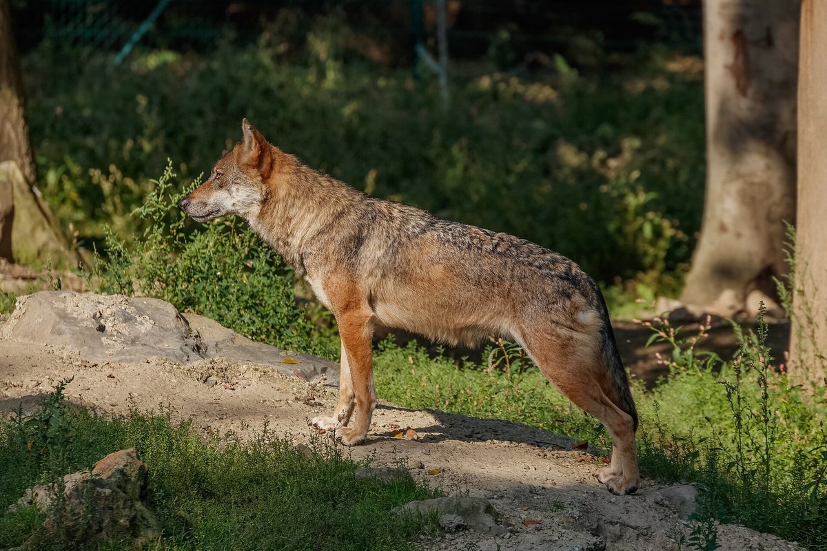 Wolves — Vercors massif