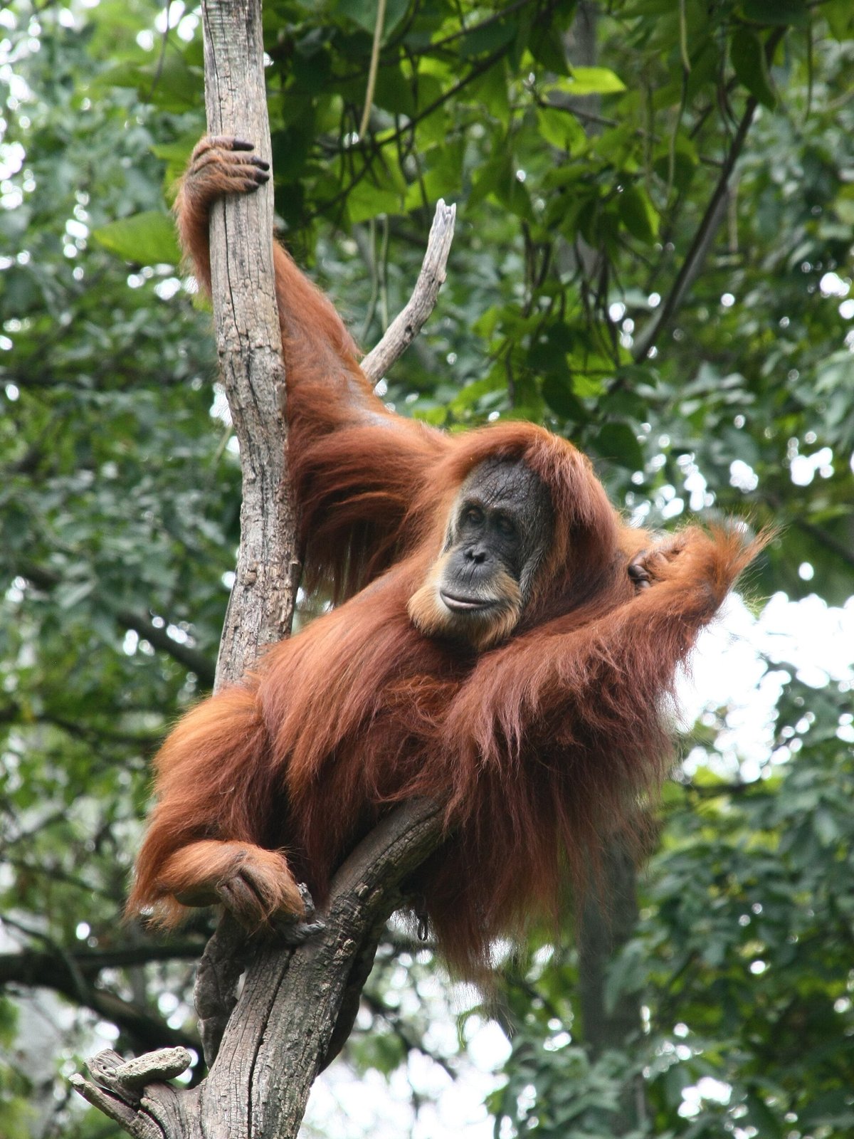 Sumatran Orangutan Nest — Gunung Leuser Indonesia