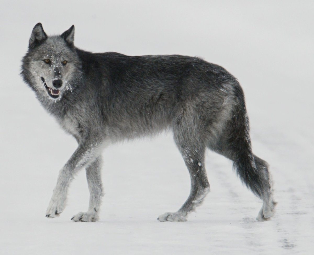 Grey Wolf Pack — Białowieża