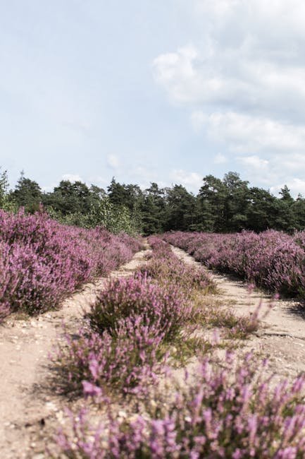 Wolfsterritorium Oberlausitzer Heide- und Teichlandschaft