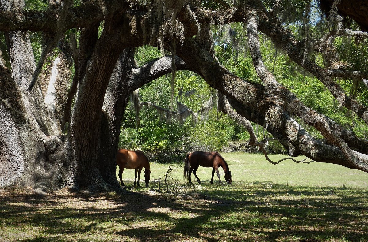 Cumberland Island Wild Horses