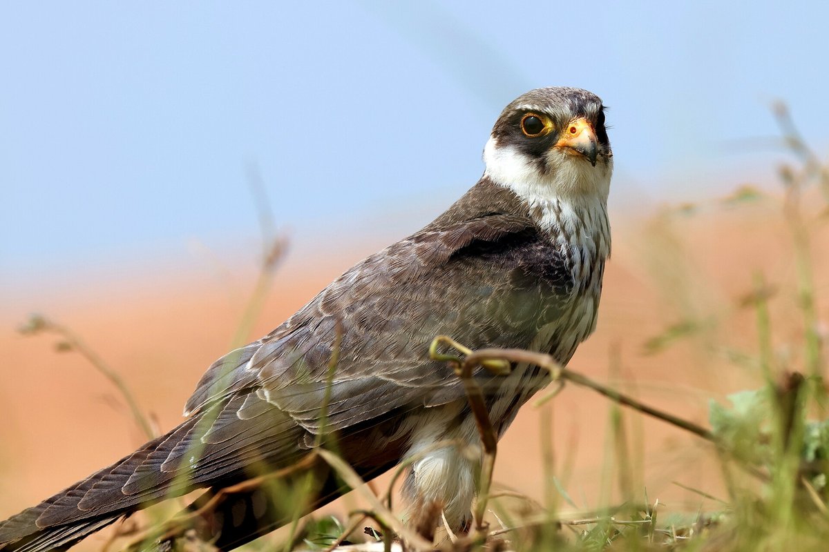 Amur Falcon Stopover — Nagaland India