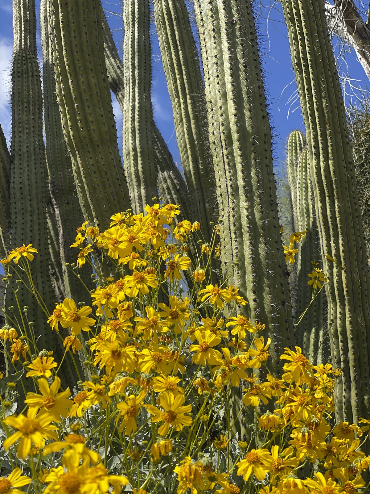 Organ Pipe Cactus Bloom — Organ Pipe Cactus National Monument
