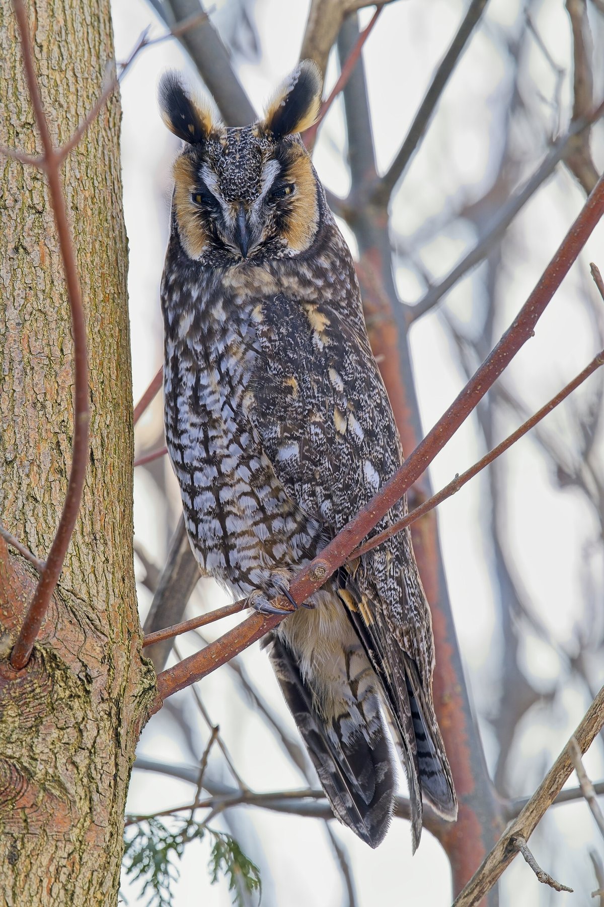 Long-Eared Owl Winter Roost — Belgrade Serbia