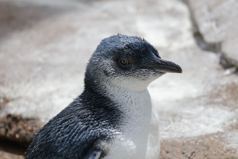Little Penguin Nightly Parade (Phillip Island) — Manly