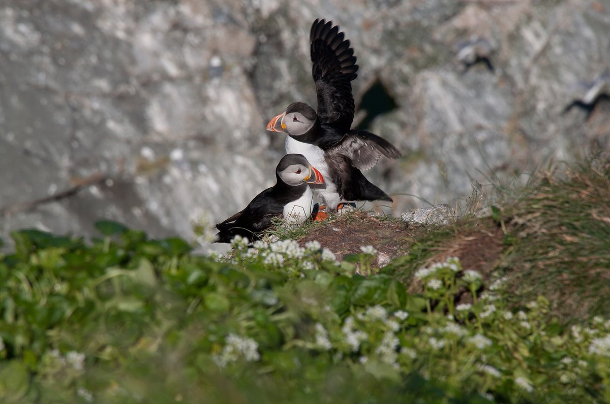 Atlantic Puffin Breeding Colonies — Westman Islands (Vestmannaeyjar)