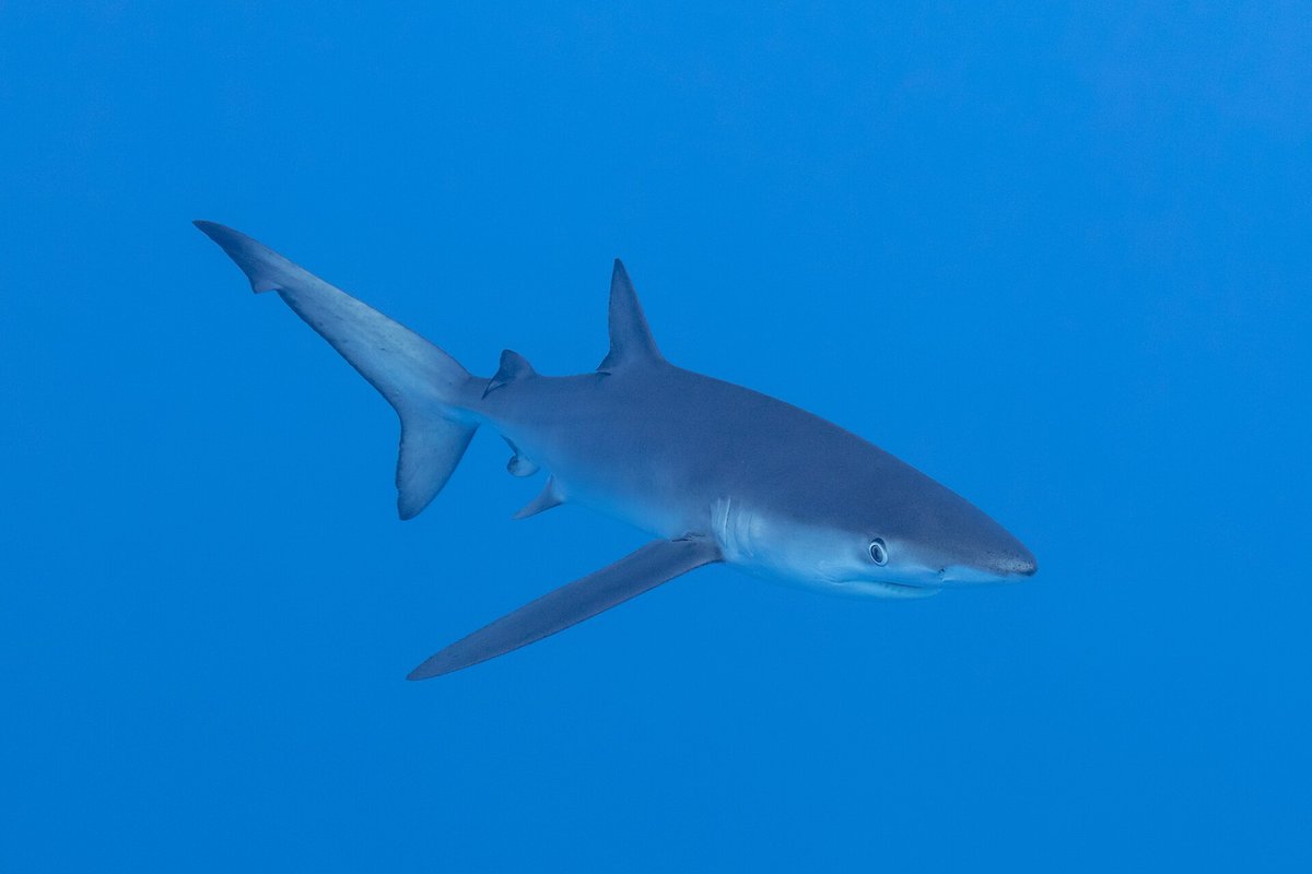 Blue Shark Feeding Season — Cape Cod USA