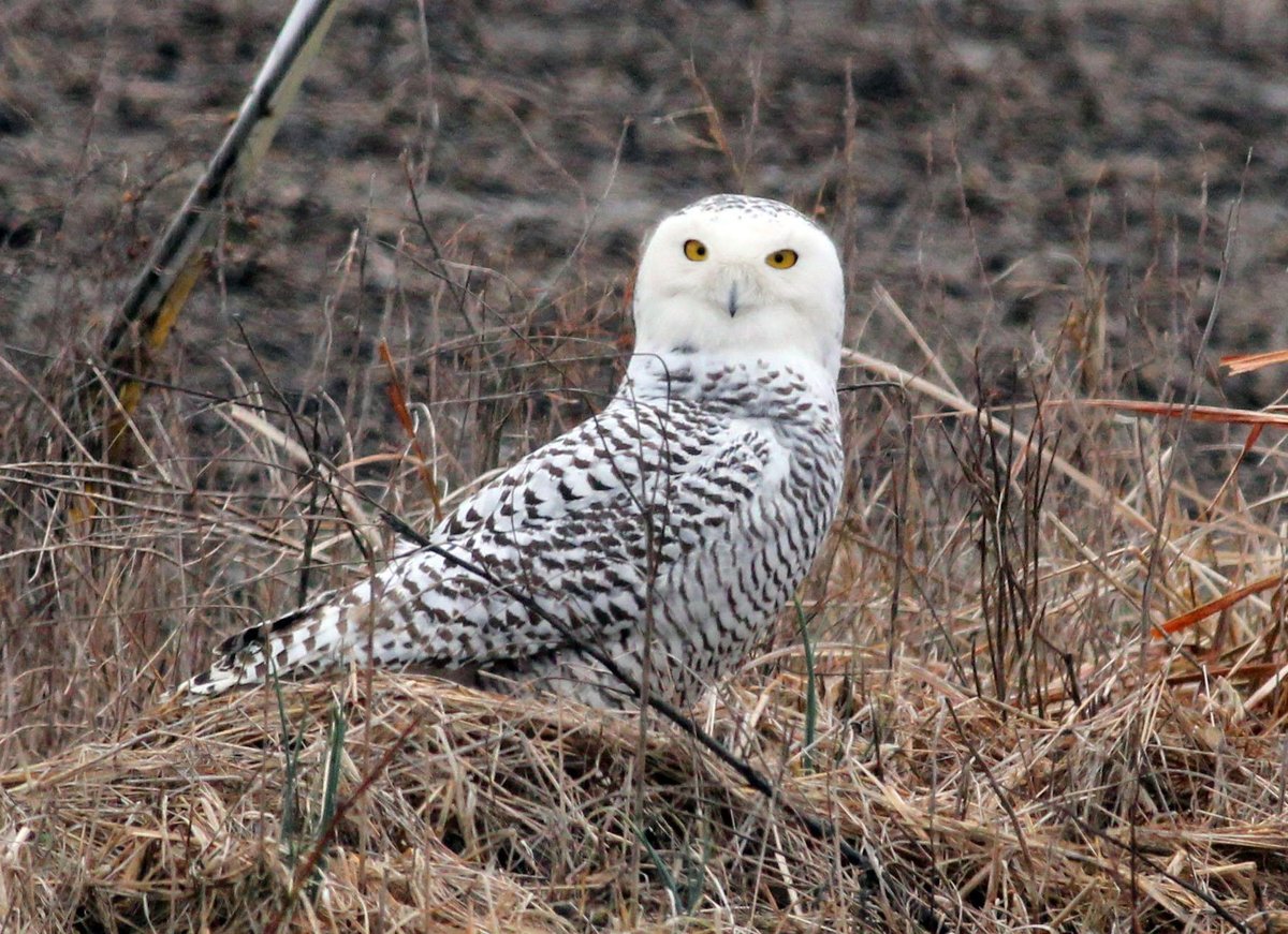 Snowy Owl Irruption — Prairie Canada