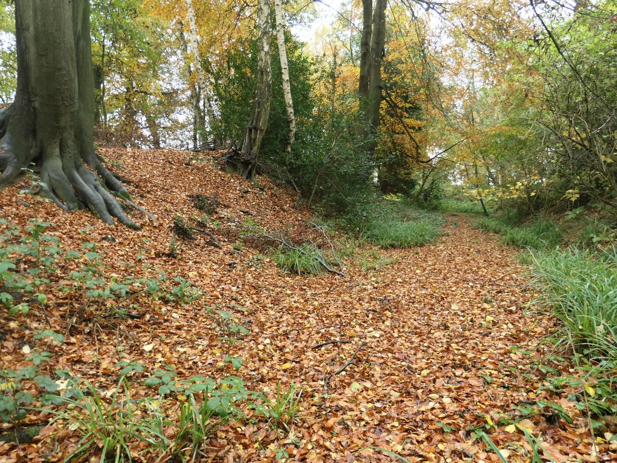 Autumn Beech Gold — Białowieża