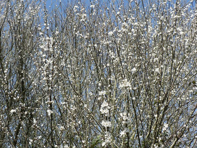 Blackthorn Winter — English Hedgerows