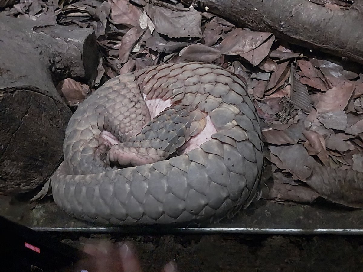 Pangolin Night Walk — Tswalu Kalahari South Africa