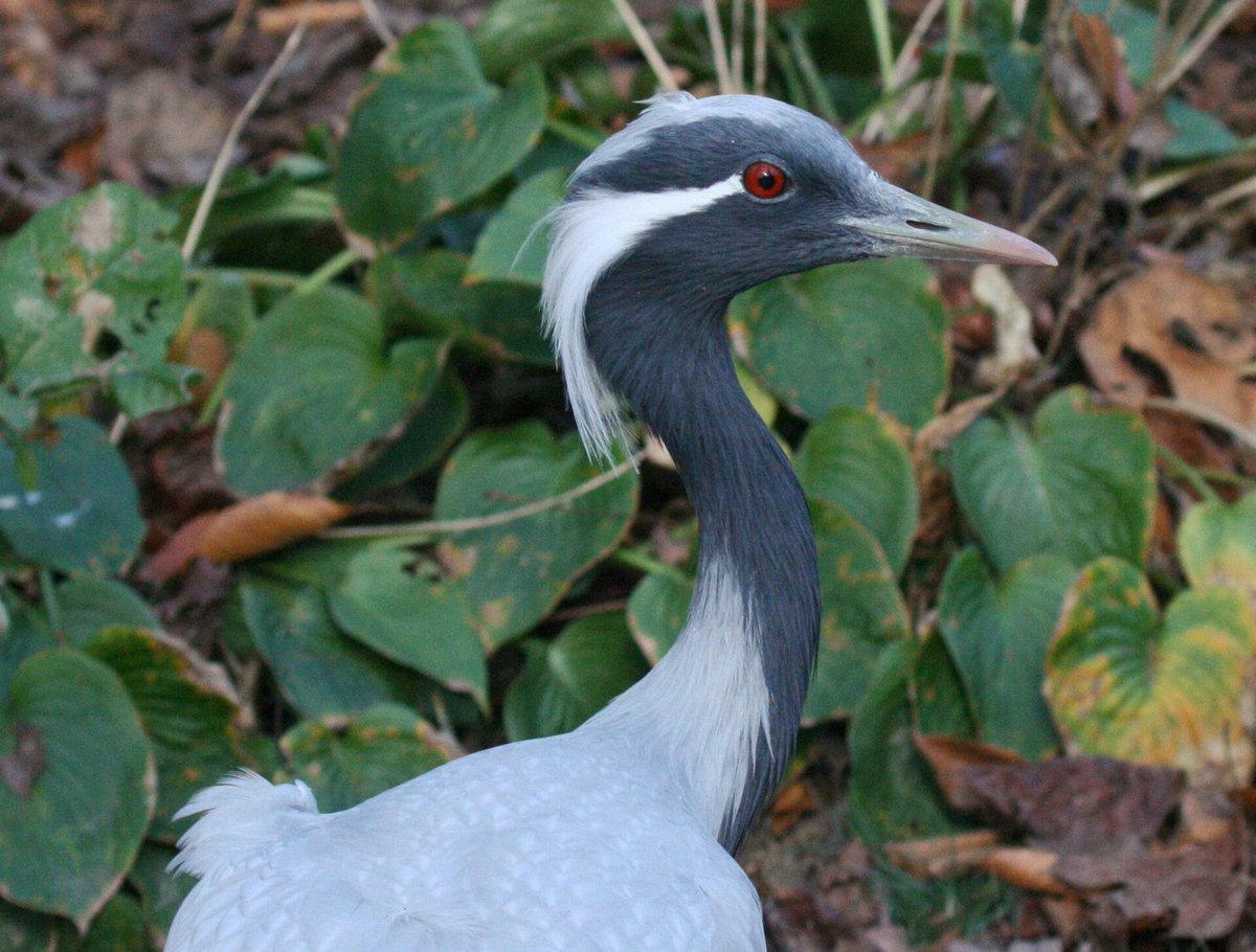 Demoiselle Crane Migration — Khichan