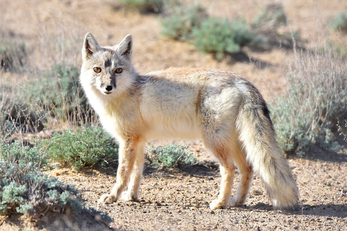 Corsac Fox Hunting — Mongolia Steppe