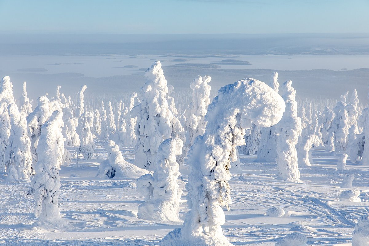 Riisitunturi Crown Snow Forest