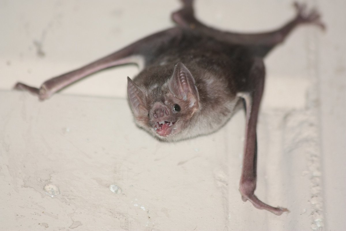 Vampire Bat Colony — Yucatán Caves Mexico