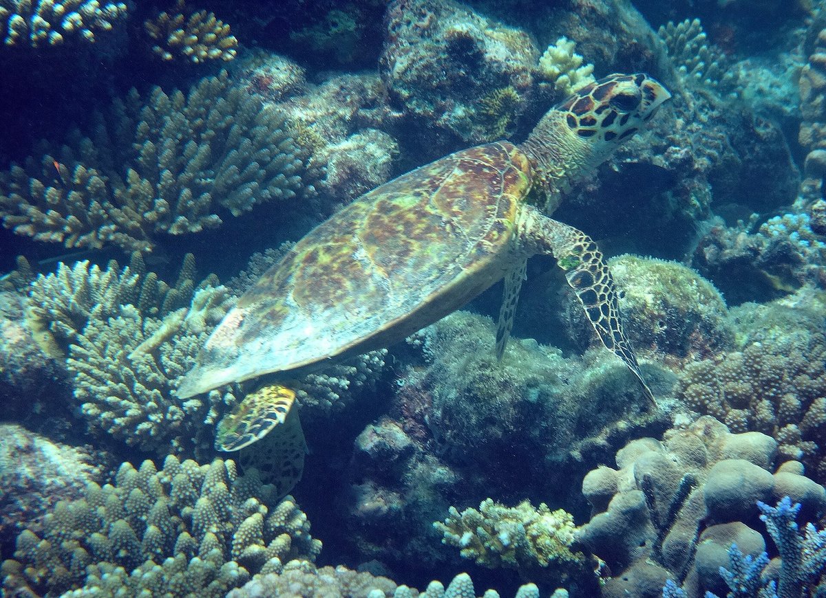 Indian Ocean Turtle Aggregation — Aldabra