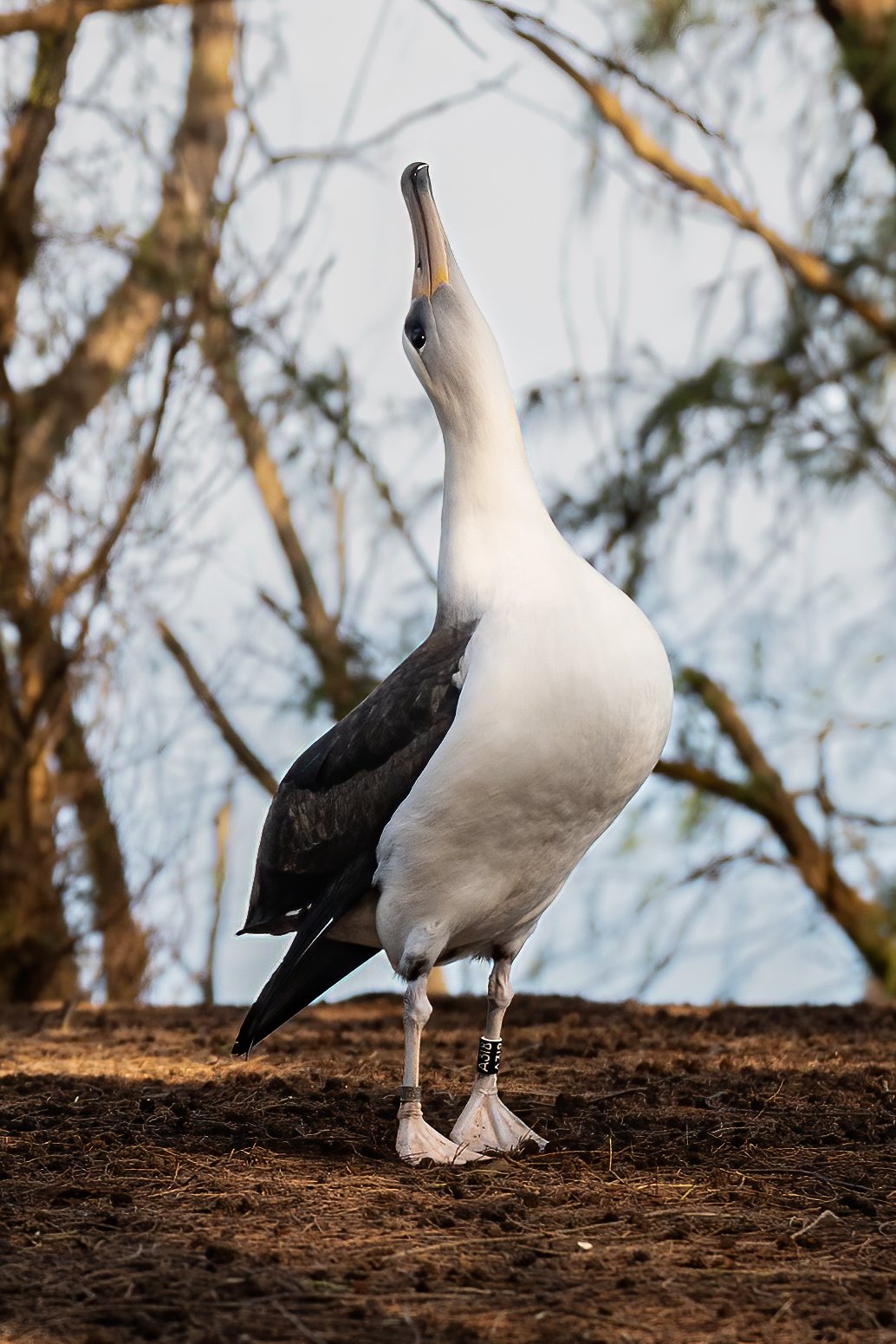 Albatross Courtship Dance — Midway Atoll Northwest Hawaii