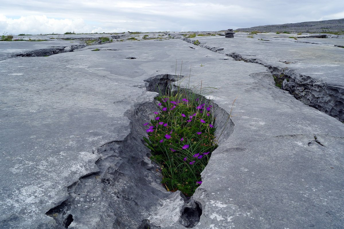 Burren Karst Limestone Pavement