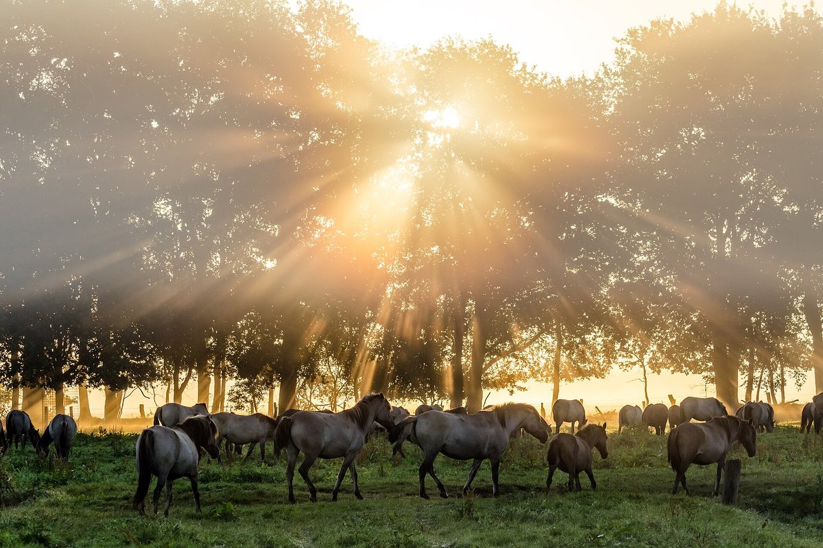 Merfelder Bruch — Dülmen Wild Horses