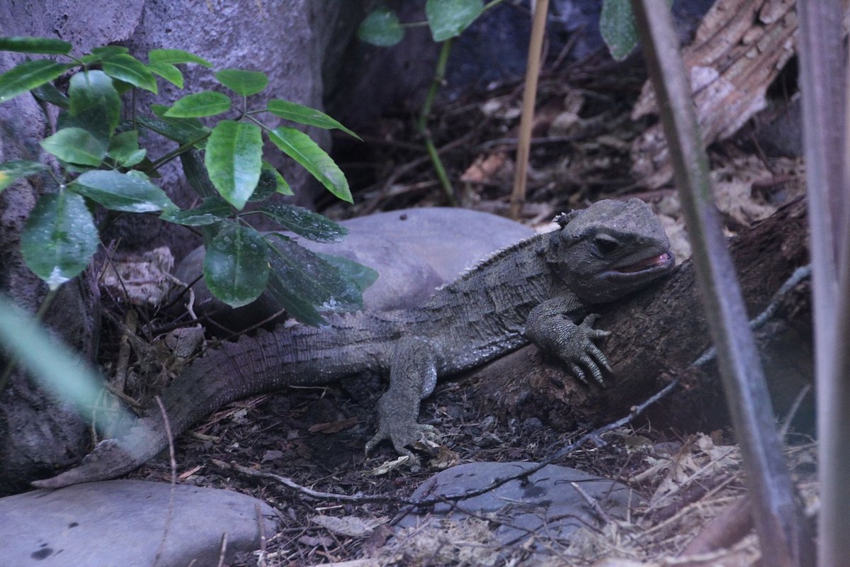 Tuatara Activity Season — Stephens Island New Zealand