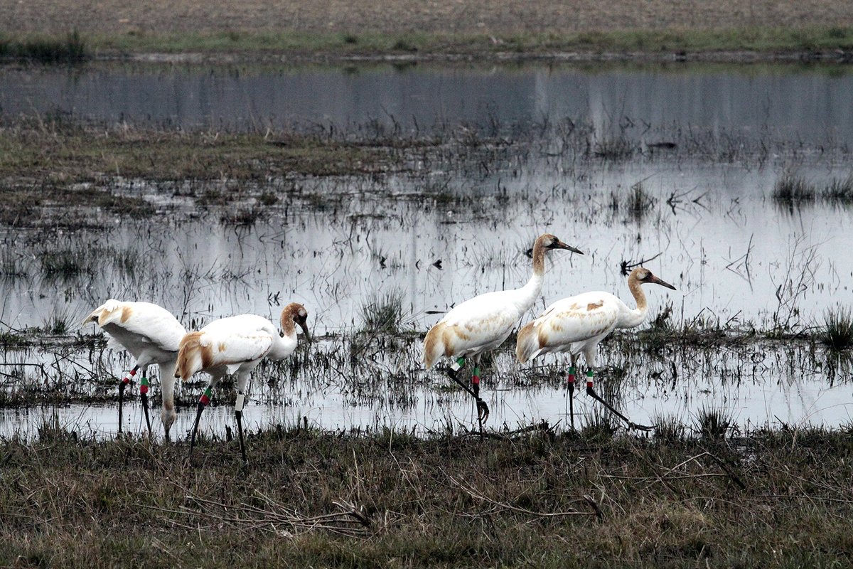 Wheeler NWR Cranes