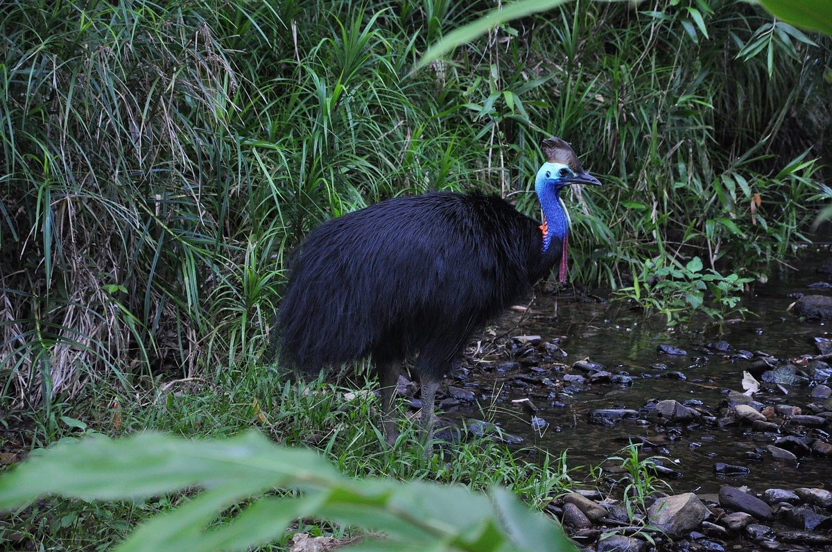 Cassowary Forest Walk — Daintree Queensland Australia