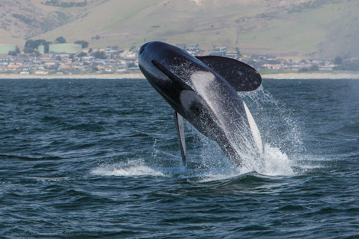 Orca Intentional Stranding — Punta Norte